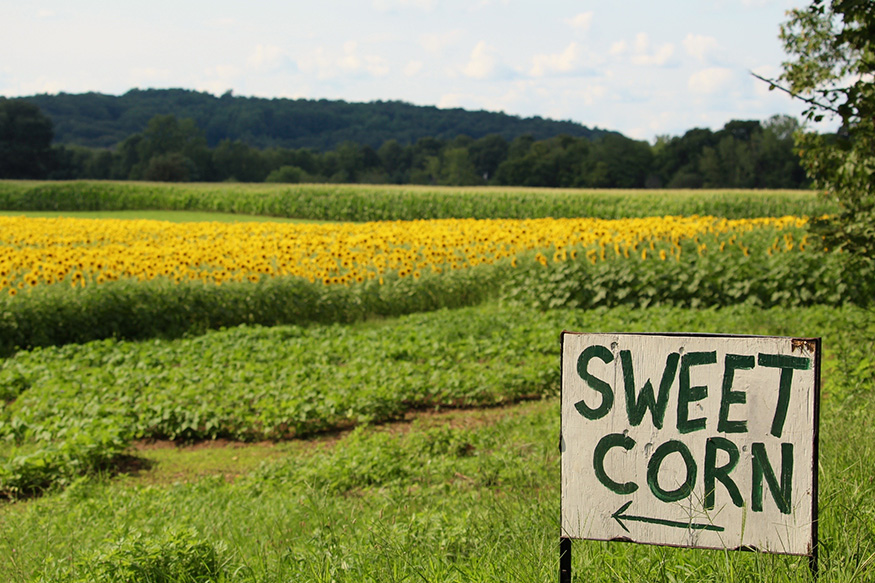 field of sunflowers