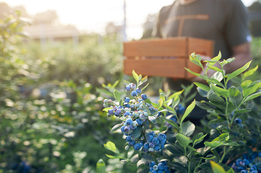person picking blueberries