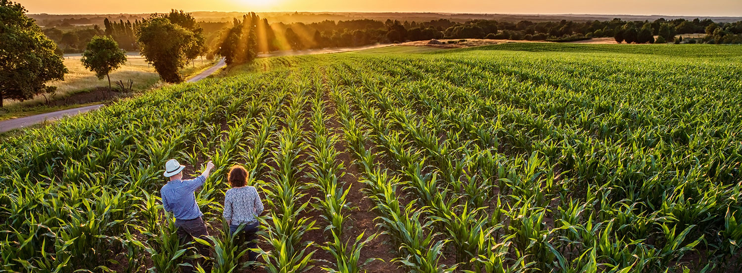 two people standing in a corn field